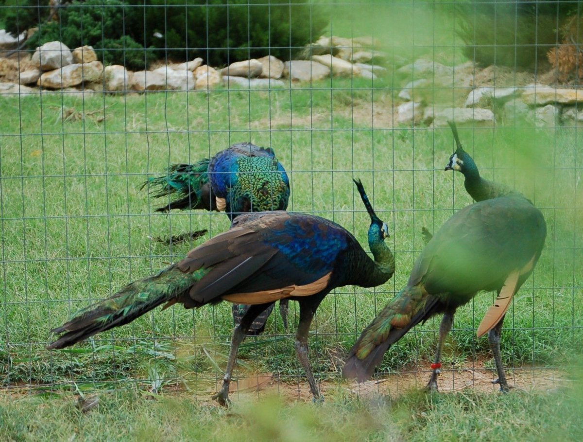 Конголезский Павлин