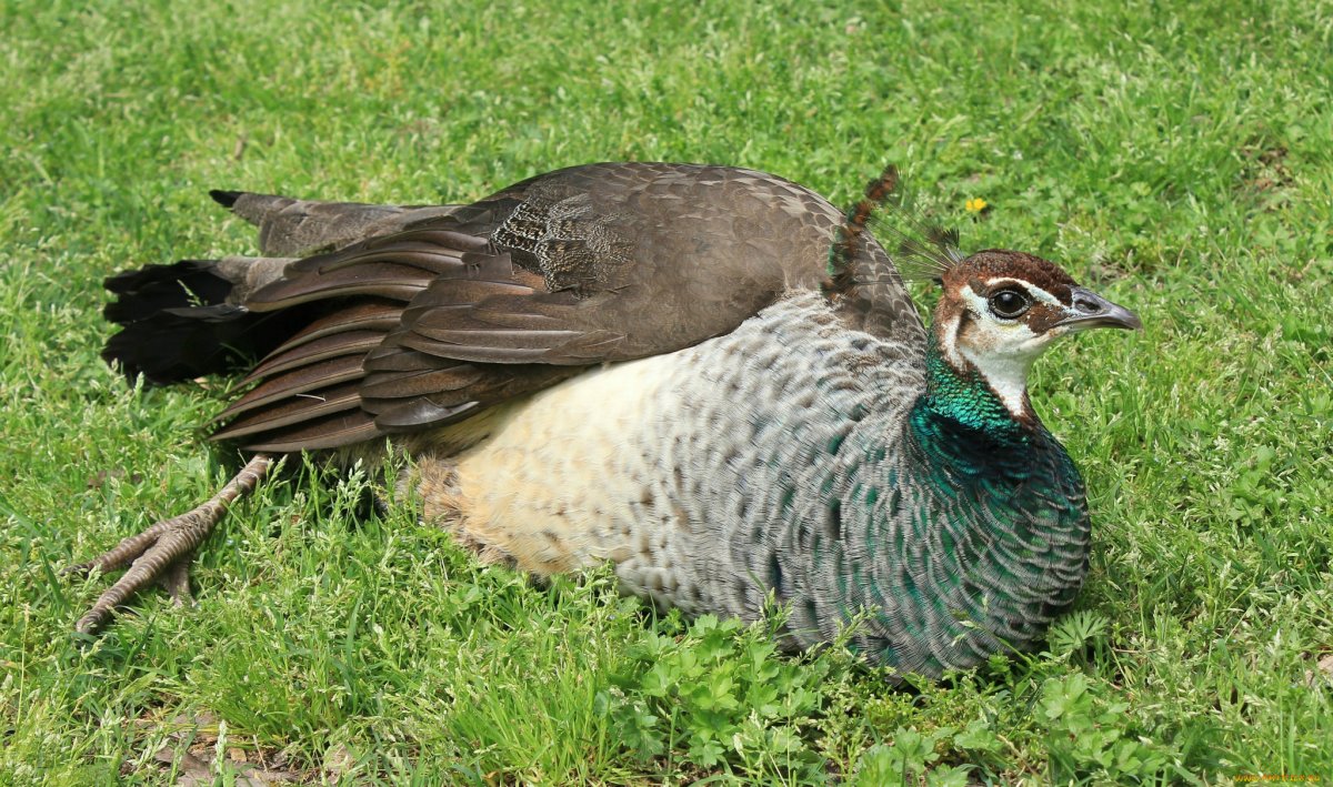 Павлин самец с птенцом