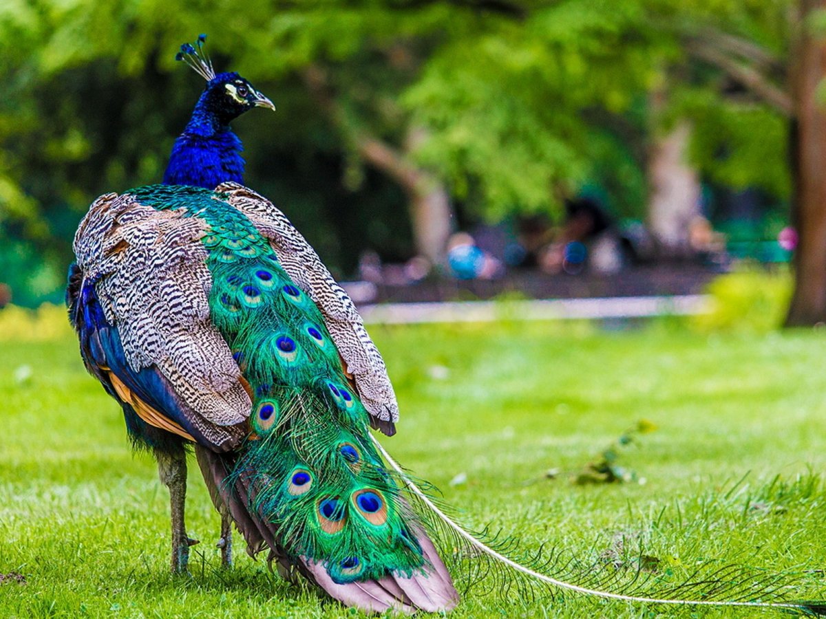 Сулавеси Павлин