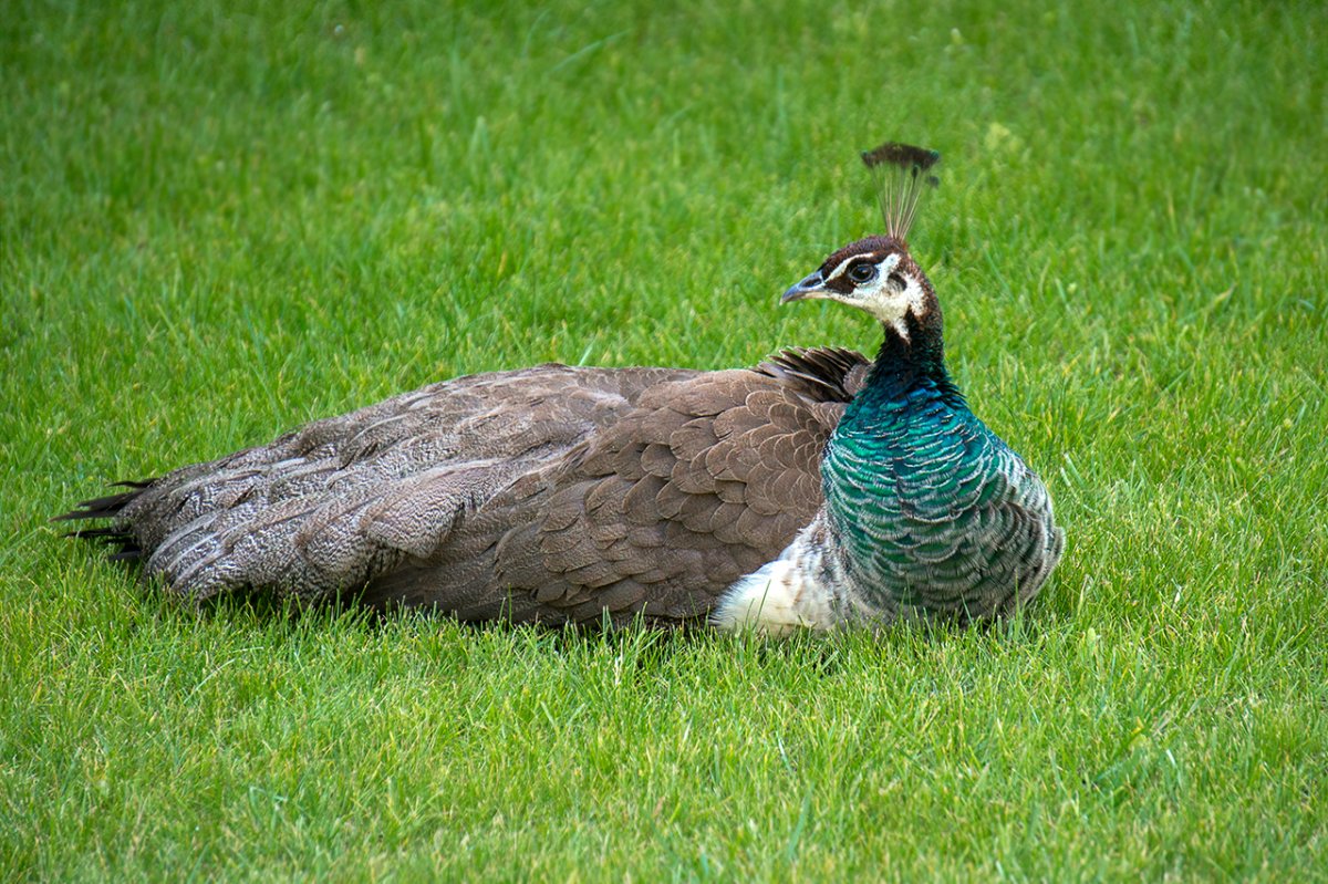 Павлин и павлиниха