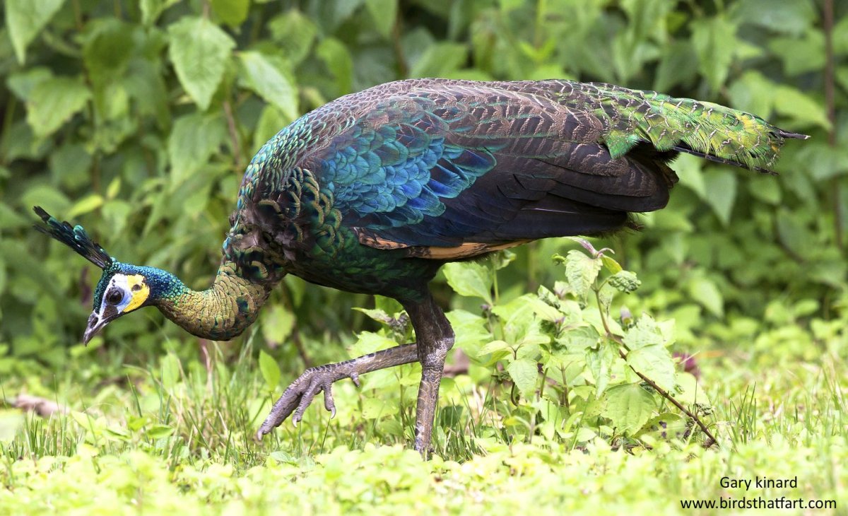 Обыкновенный Павлин самка