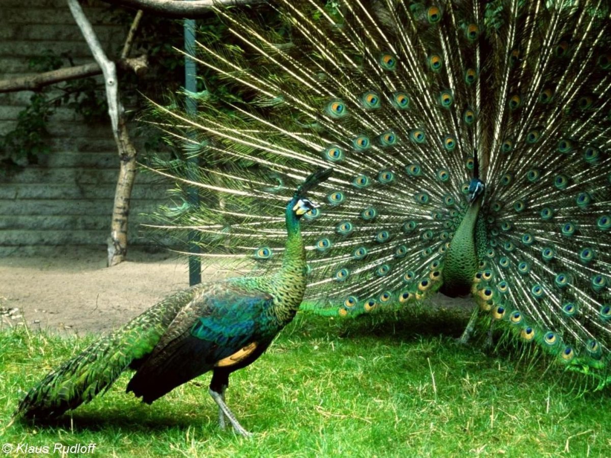 Зелёный Павлин / Pavo muticus