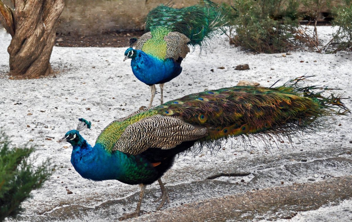 Павлины в Азии