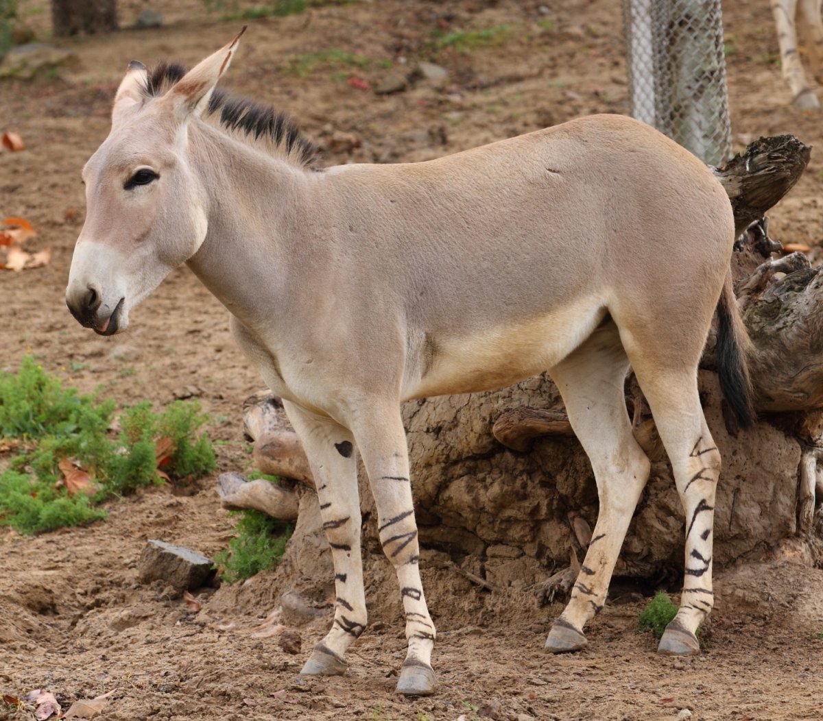 Дикий осел онагр