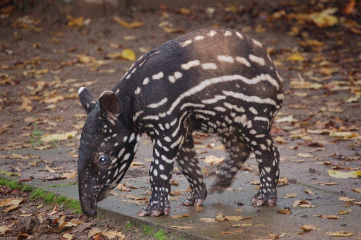 Боливия тапир