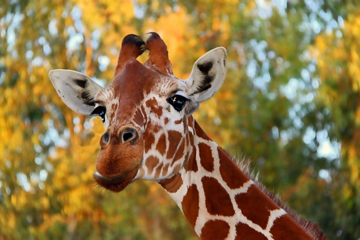 Жираф красивый