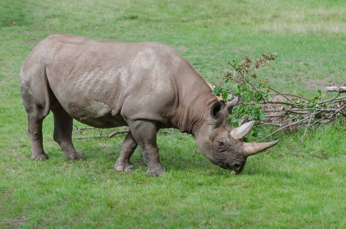 Однокопытные животные