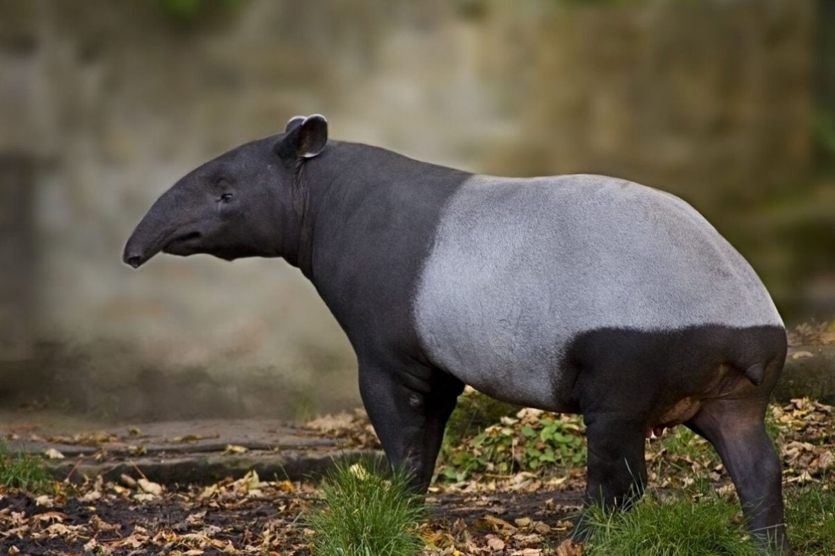 Малайский чепрачный тапир
