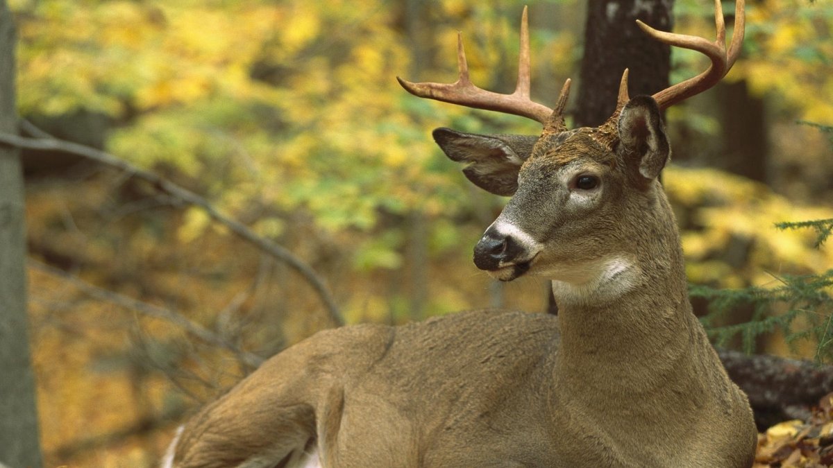 Рога белохвостого оленя