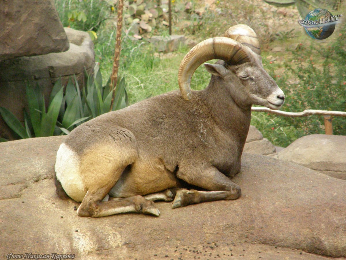Снежный баран (Ovis canadensis)