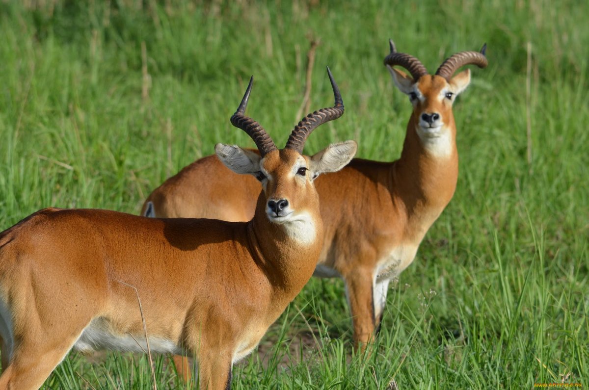 Южноафриканская антилопа