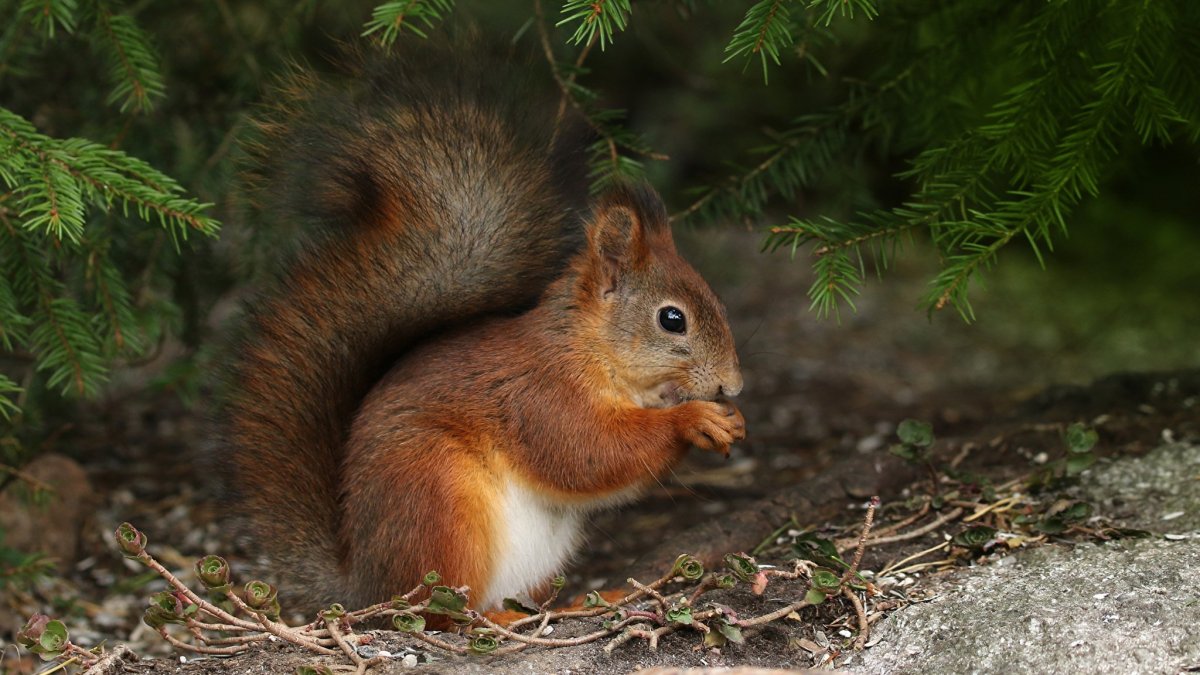 Красивая белка