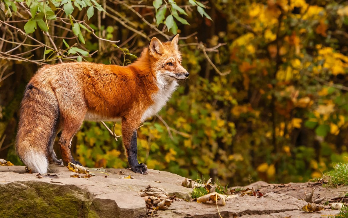 Пампасская лисица