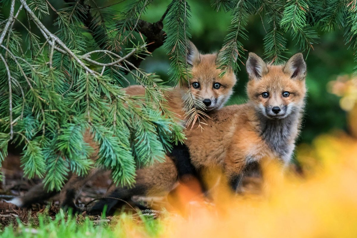 Лисы в лесу