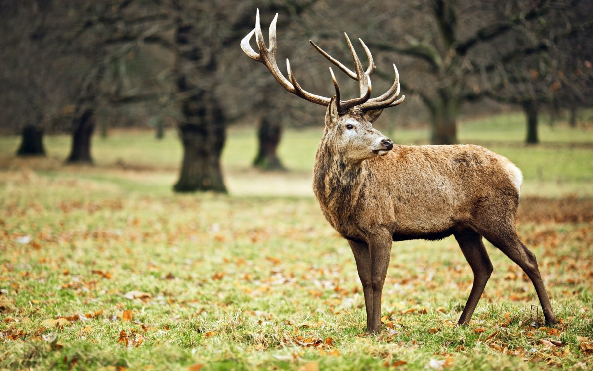 Европейский благородный олень