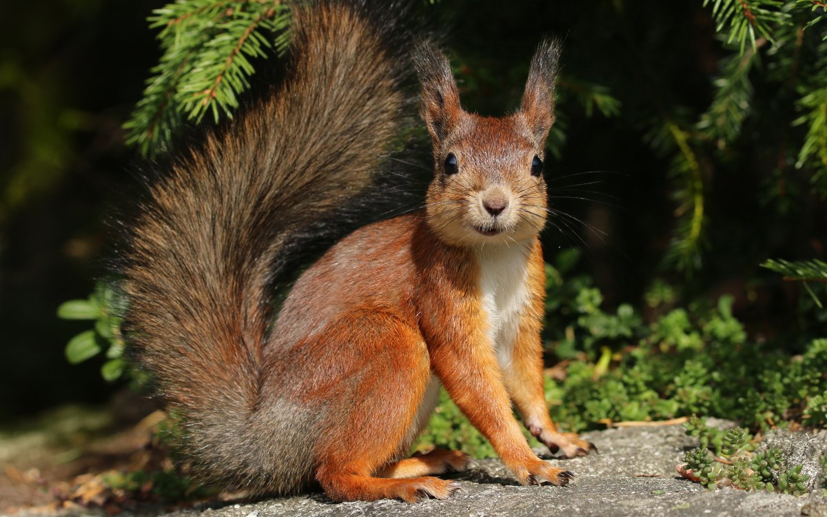 Фигурка Mojo "белка"