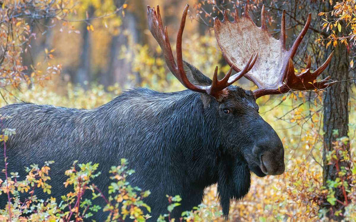Аляскинский Лось