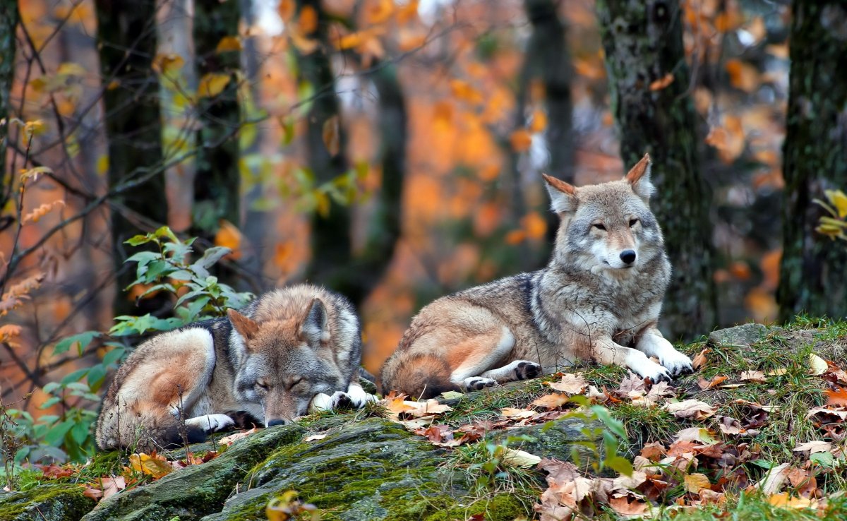 Лесные звери