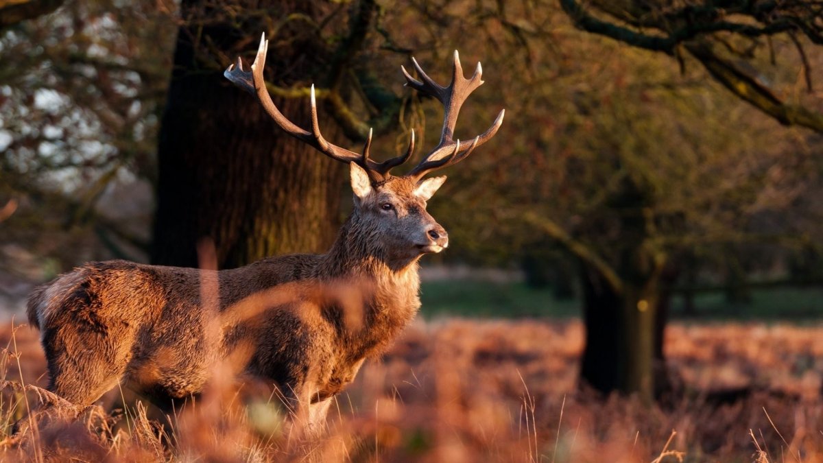 Животные в лесу