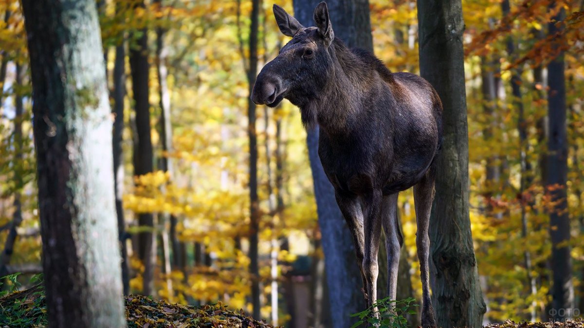 Осень Дикие животные
