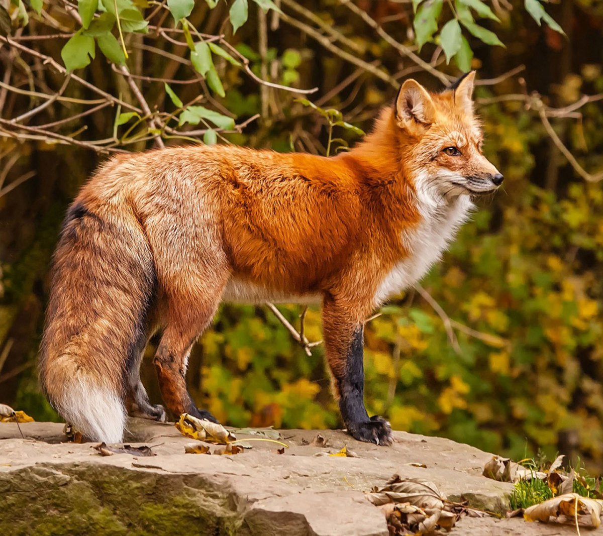 Лисица обыкновенная Ставропольский край