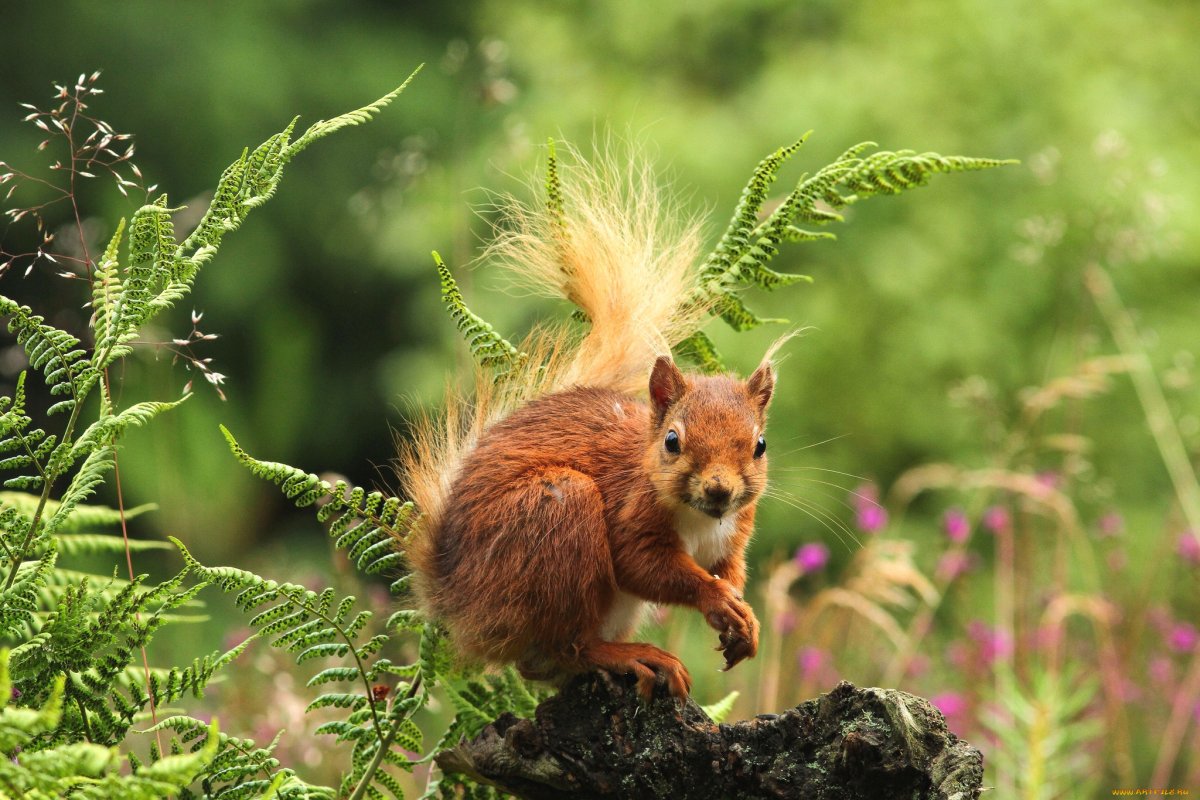 Белка в лесу