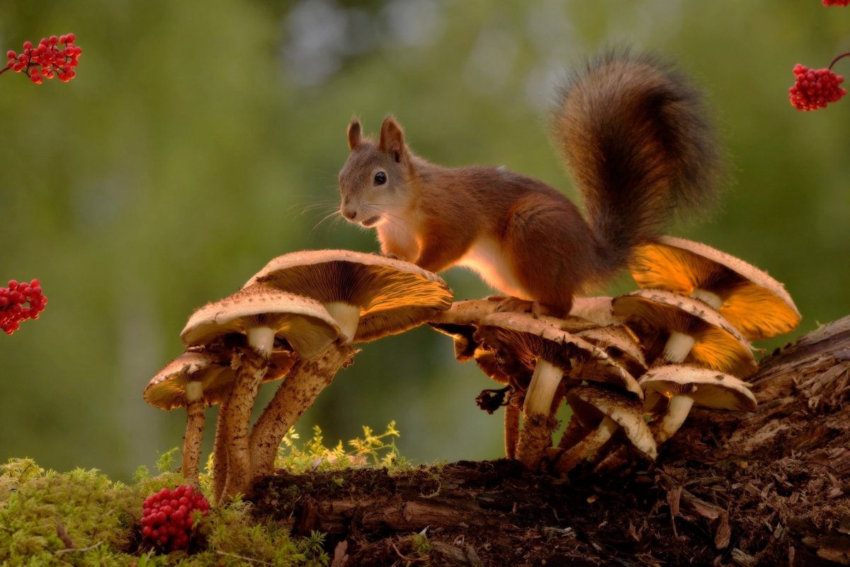 Белка осенью