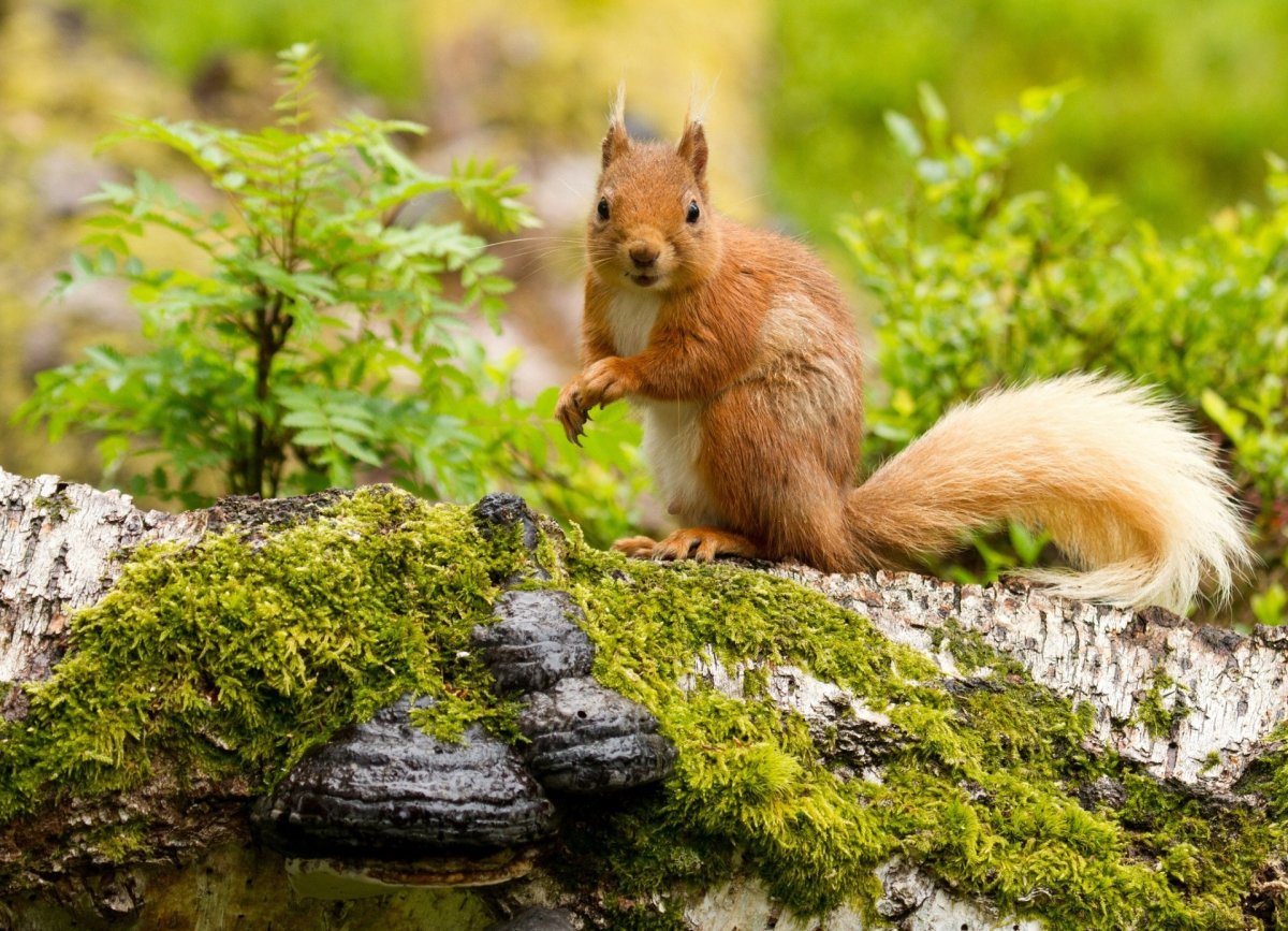 Лесные животные белка с бельчатами