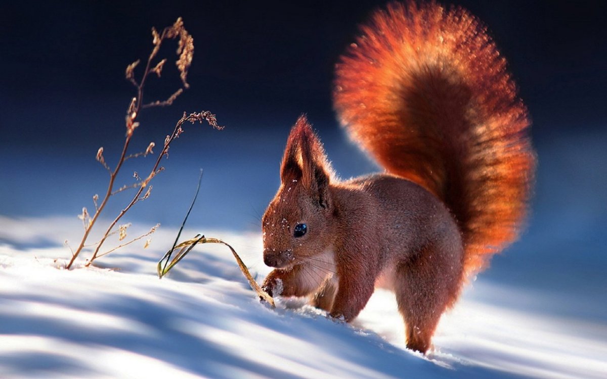 Дикие животные зимой