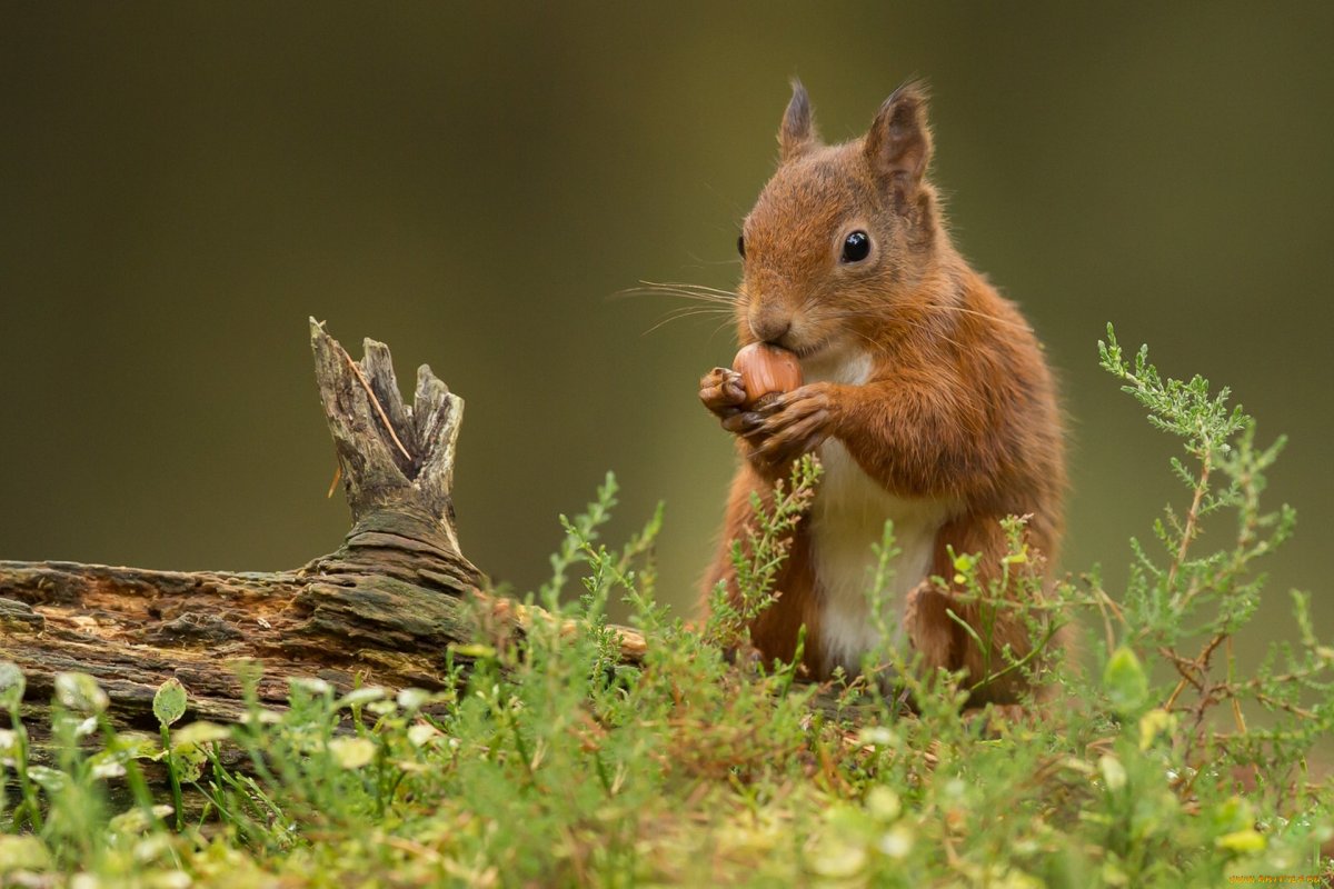 Белка с орехом