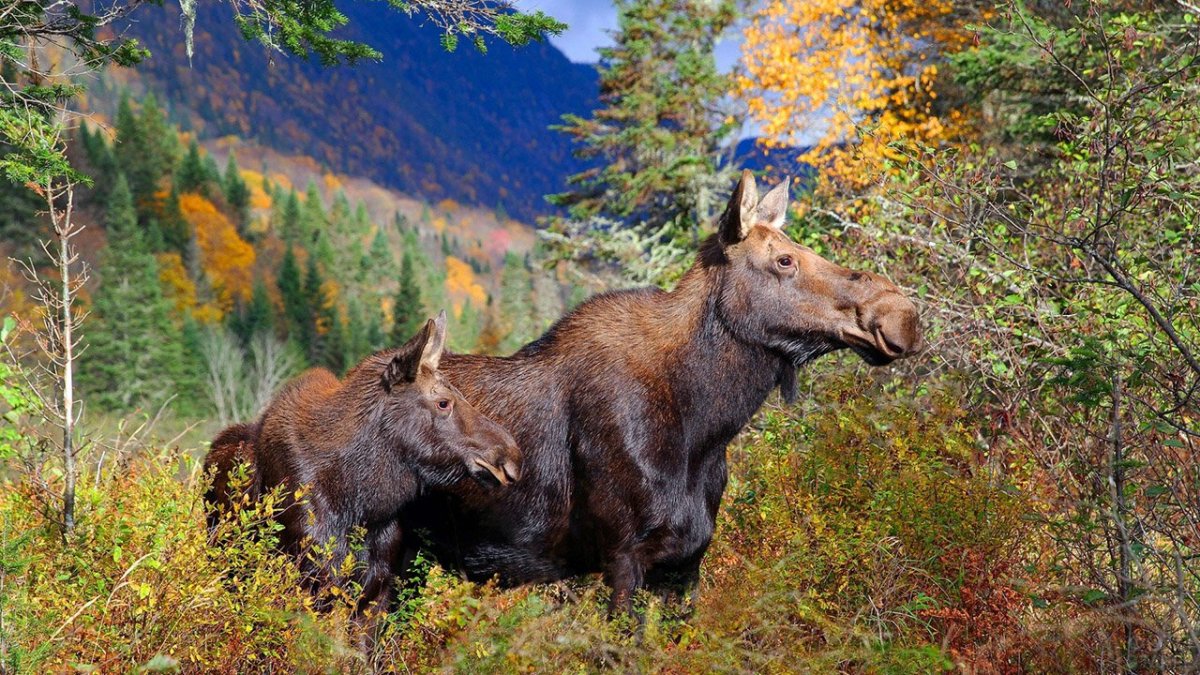 Ильменский заповедник Лось