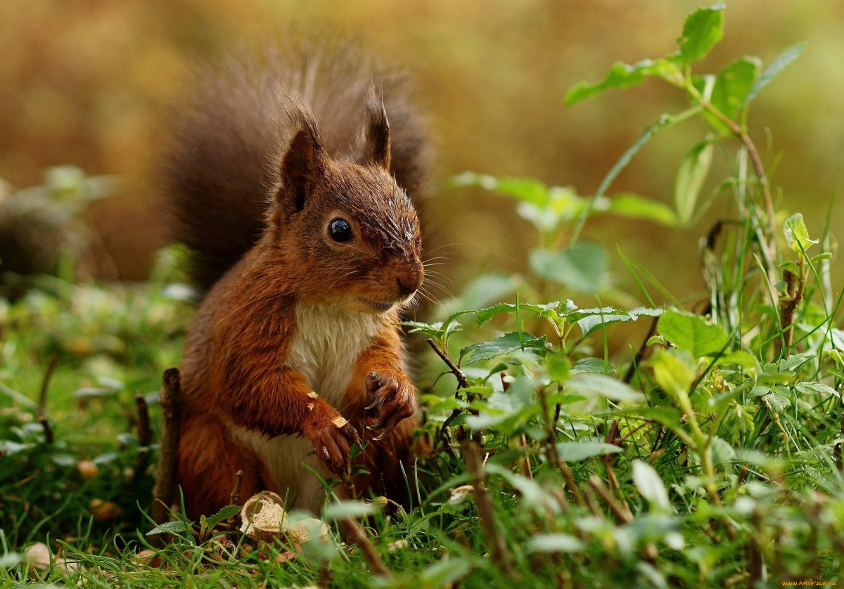 Лесная белка и бельчата