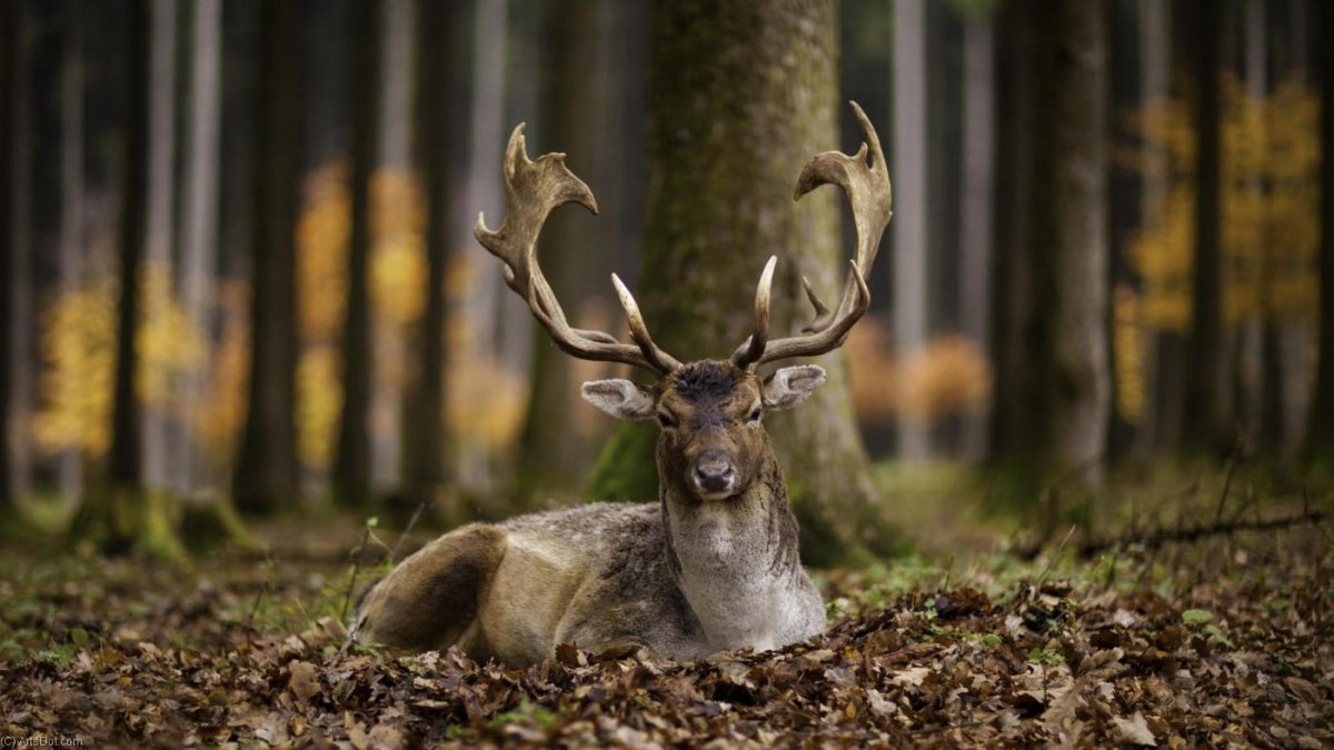 Олень осенью