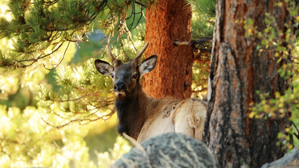 Животные тайги