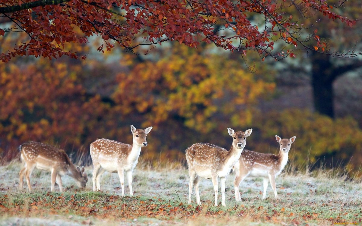Осенний лес с животными