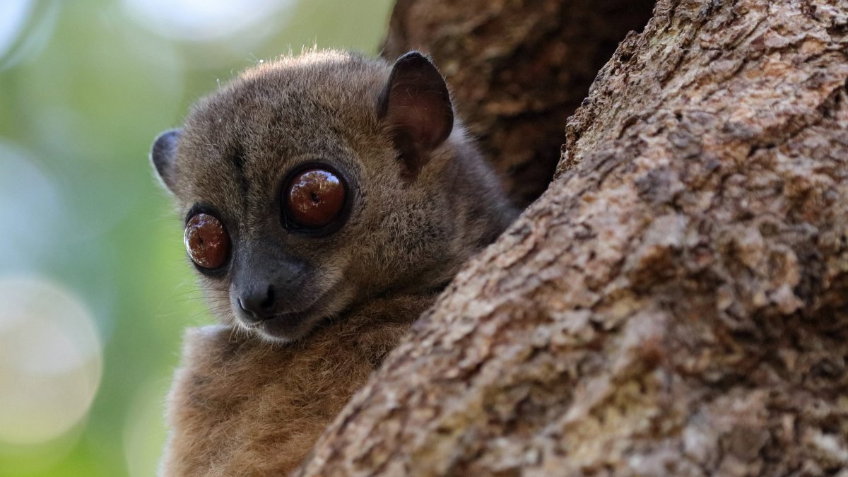 Лемур эндемик