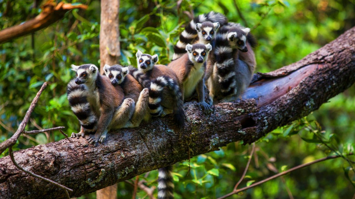 Парк перине Мадагаскар