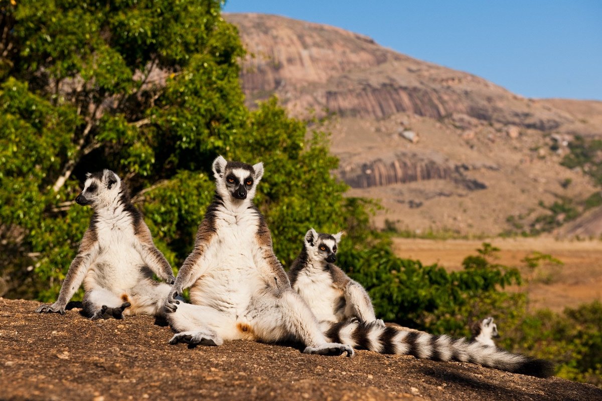 Коморские острова лемуры