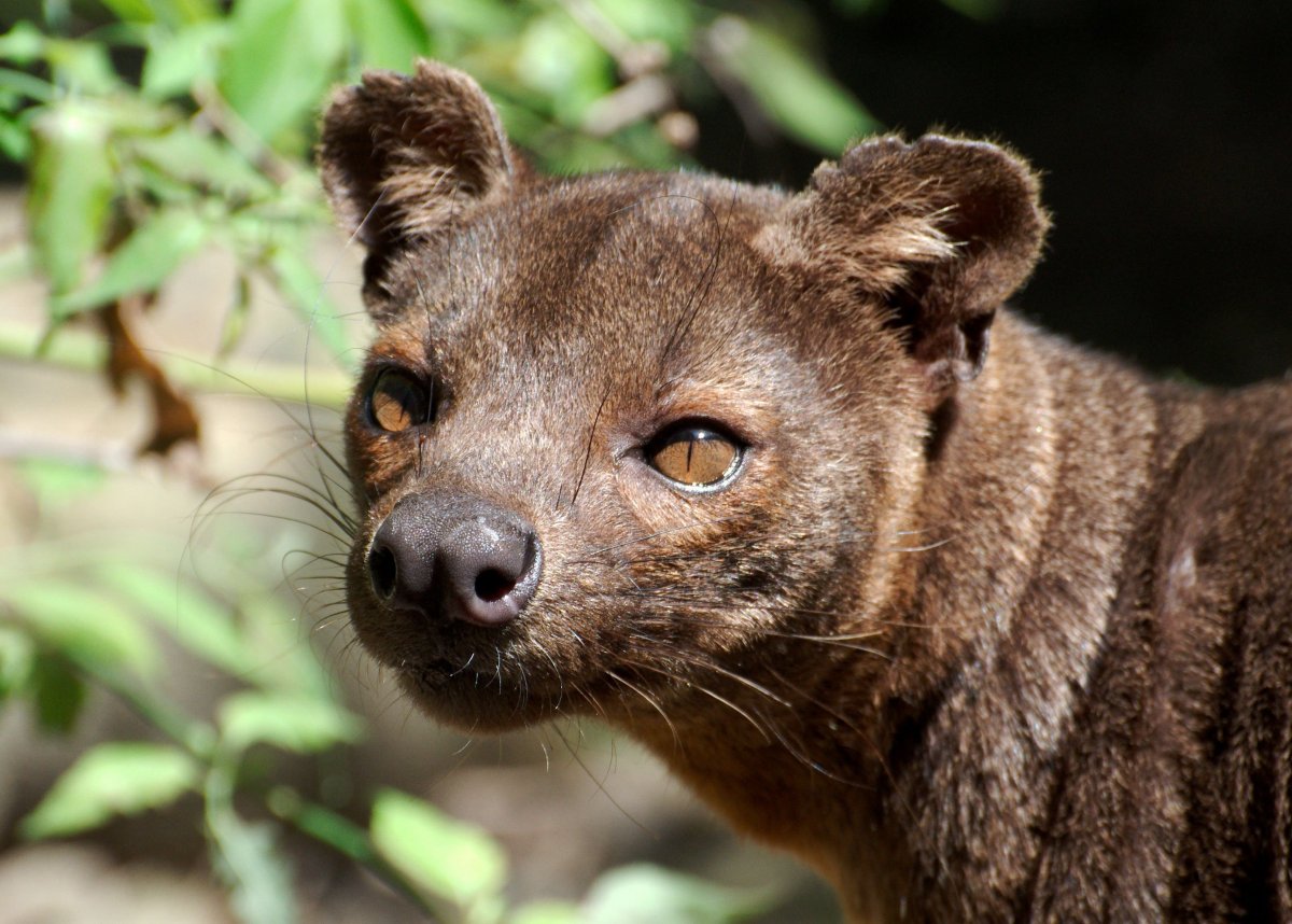 Фоса Мадагаскарская