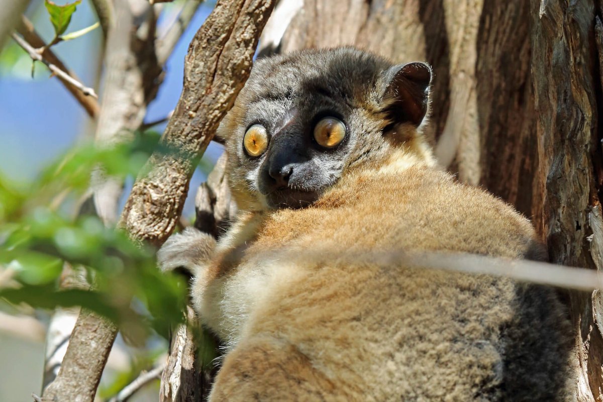 Парк лемуров в Антананариву