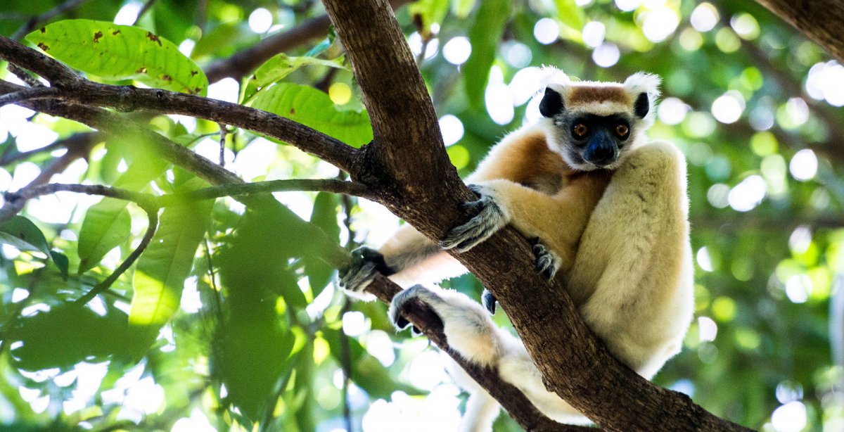 Лемур на дереве