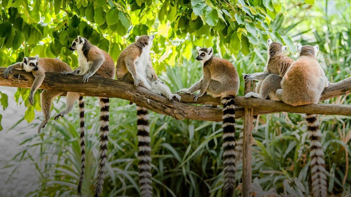 Мадагаскар остров крокоферма