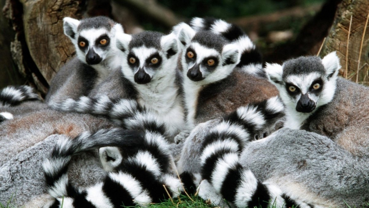 Кучка лемуров