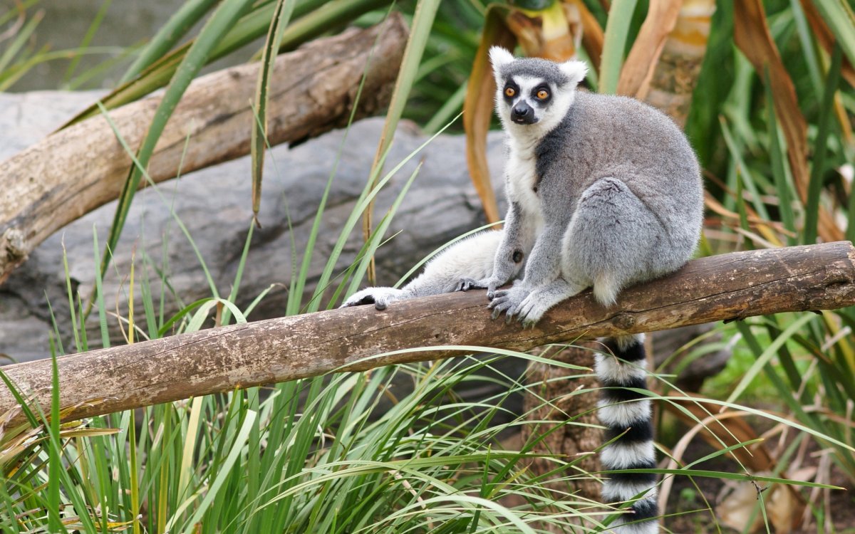 Кошачий лемур (Lemur catta)