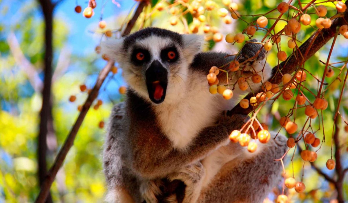 Кольцехвостый лемур