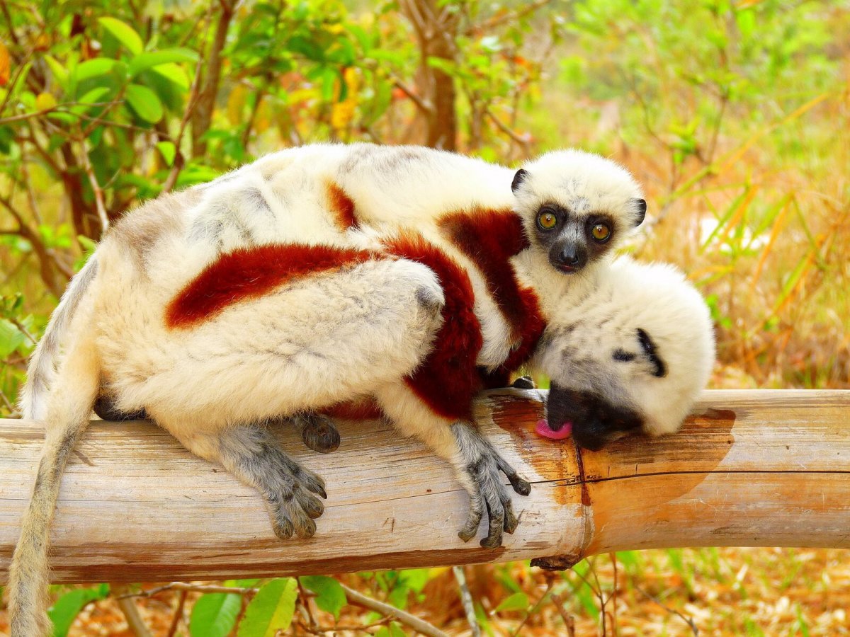 Мадагаскар крокоферма