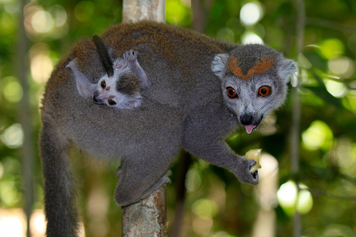Кольцехвостый лемур Джулиан