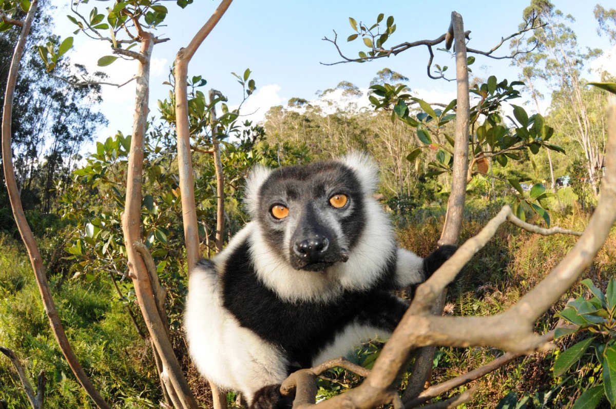Естественная фауна Мадагаскара