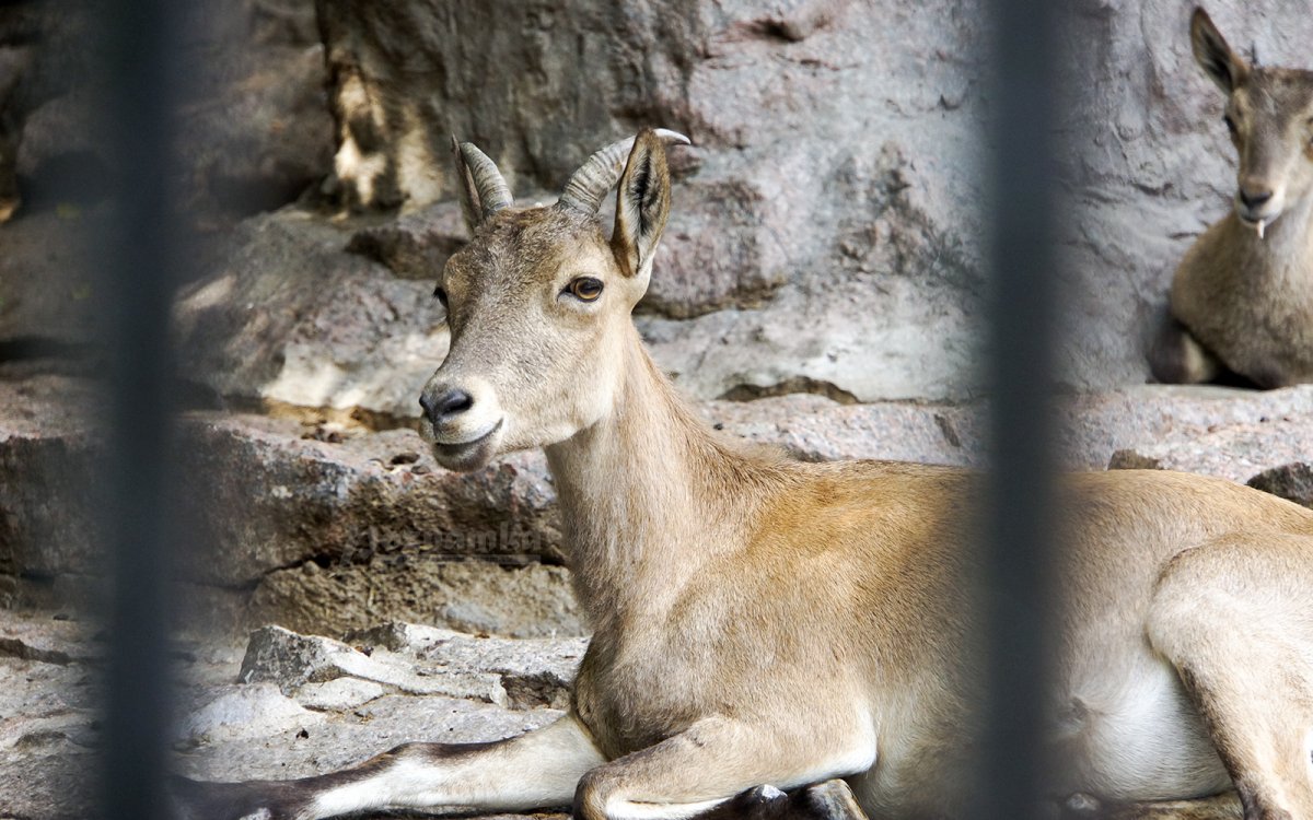 Московский зоопарк животные