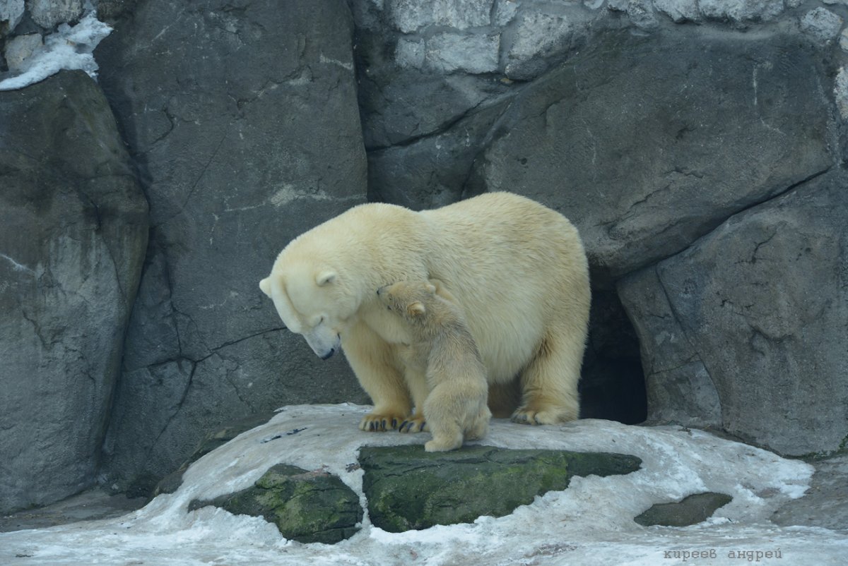 Московский зоопарк 3d model